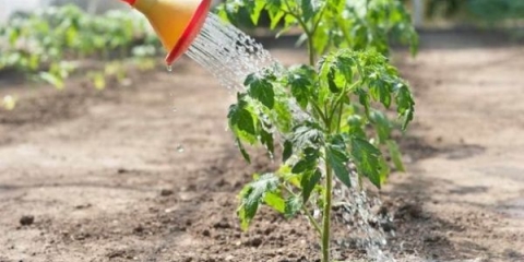 Kako i kako zalijevati sadnice paradajza da bolje rastu